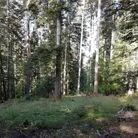 Forêt de résineux Haute-Loire