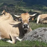 Vaches aubracs couchées dans un prés