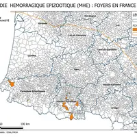 maladie hémorragique épizootique (MHE) : Foyers en France