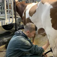 jeune garçon à la traite d'une montbéliarde