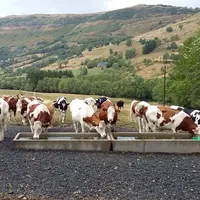 Vaches à l'abreuvoir