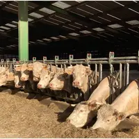 Bovins devant fourrage