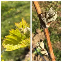 Dégât du gel sur vigne