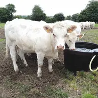 Troupeau charolais s'abreuve au pré