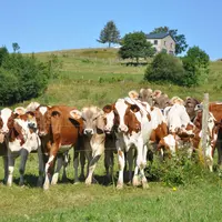 Troupeau de génisses laitières