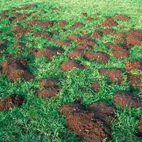 “Chaque année, en France, 10 000 hectares sont dévastés par les campagnols terrestres”