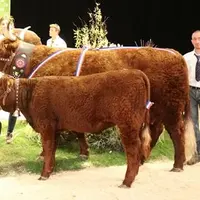 Cette année, la Haute-Loire a brillé à Cournon et notamment avec la Salers et le titre de Championne  du concours national de Jicky pour la deuxième a