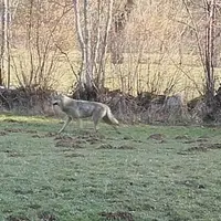 Loup