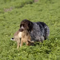 Pour le lièvre, la période de chasse s’étend du 13 septembre au 6 décembre 2009.