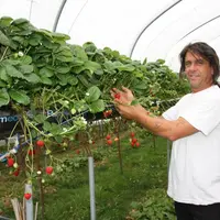 Pascal Fournel dans l’un de ses jardins suspendus de fraises.