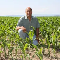 Alain Romeyer dans l’une de ses parcelles de maïs.