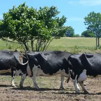 Noisette, Racine, Magie : 234 204 kg au total pour ces 3 vaches très bien conservées