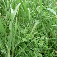 Au-delà de répondre, dans certains cas, à la réglementation, les couverts végétaux sont de vrais alliés agronomiques.