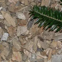 Une sous-couche de 10 cm de plaquettes bois sur laquelle on rajoute de la paille
semble être une solution intéressante.