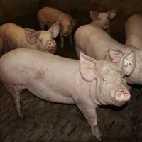 Depuis la fermeture du MPB, les prix du porc ont baissé de plus de 20 centimes d’€.