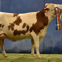 Géorgie du Gaec du Pivert à St Pal en Chalencon, après son titre de «Grande Championne» au Sommet 2013 (notre photo), s’offre un 1er prix de section