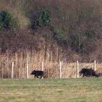 Pour les agriculteurs du secteur, cette découverte confirme les suspicions de lâchers clandestins de sangliers.