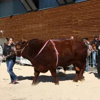 Après son passage remarqué à St Paulien, ce magnifique taureau Salers se rend à Cournon.