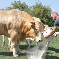 Les fabrications d’aliments pour les bovins viande se stabilisent.