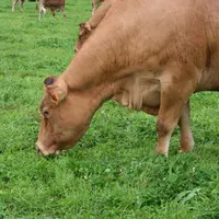 La prime à l'herbe est l'une des mesures les plus attendues.