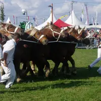 La présentation des chevaux de trait est une vitrine du travail des organisations professionnelles au Sommet.