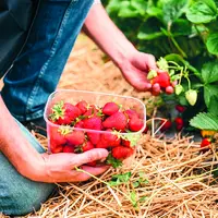 Main d'oeuvre sur culture de fruits rouges.