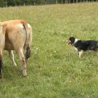 Les concurrents auront le choix entre bovins ou ovins.