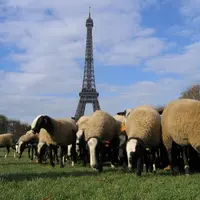 Les moutons devant la Tour Eiffel.