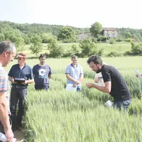 Visite de parcelles d'essais de céréales