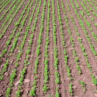 Cette année, plus de 3000 hectares ont été ensemencés.