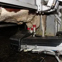 «Les vaches sont libres toute la journée et donc moins stressées» reconnaît Jean-François Quintin.