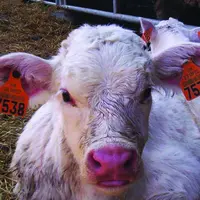 Les analyses de cartilage sont maintenues pour les veaux naissants dans des cheptels reconnus infectés de BVD et en plan d’assainissement.
