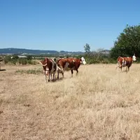 Archives juillet 2015 : Les vaches ne trouvent plus rien à manger dans les pâtures !