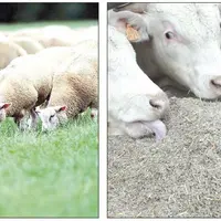 Alimentation animale