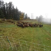 Par convention, le troupeau de Noires du Velay d’Emmanuel Coste entretient les parcelles sous la ligne électrique.