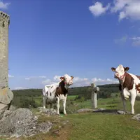 Ces deux Montbéliardes et leurs consoeurs vous attendent, 
et vous espèrent nombreux dimanche 28 juillet à Chanaleilles…