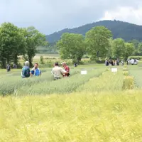 Agriculteurs et techniciens immergés au milieu des céréales.