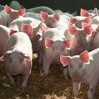 Sur les premiers mois de 2014, le cours du porc français est en recul de 4% par rapport à l’année dernière. et l’aliment est remonté à 267 euros la to