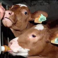 Objectif : produire des veaux de qualité, bien conformés et dotés d’une viande claire.