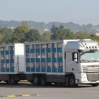 Selon le réglement européen, «nul ne transporte ou ne fait transporter des animaux dans des conditions telles qu’ils risquent d’être blessés ou de sub