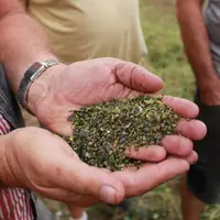 Les mauvaises herbes humides collent à la  graine de lentille, qui sera alors très difficile à nettoyer.