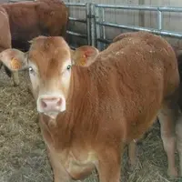 Le contrôle de performances en bovins viande, un plus pour les élevages.