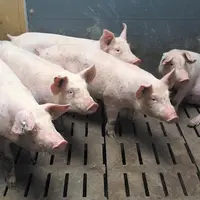 Le projet est un élevage de porcs, en post sevrage et engraissement.