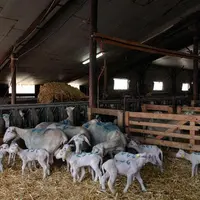 La productivité d’un troupeau passe par la réduction du taux de mortalité.