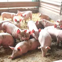 Sont éligibles à ces deux aides, tous les investissements qui contribuent à la mise en place de normes préventives contre la peste porcine africaine.