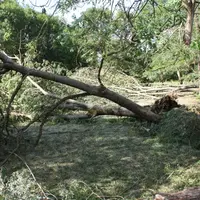 Des arbres déracinés.