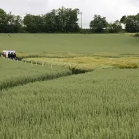 La plate-forme d’essais céréales montagne sera ouverte à la visite le 18 juin de 9h 30 à 13h.