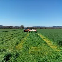 L’herbe séchée à plat est reprise au sol et posée sur un tapis.