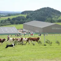 Le parcours du concours reproduit le travail quotidien d'un chien sur un troupeau.