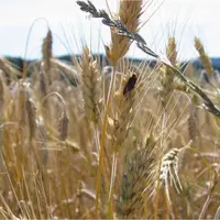 Sclérote d’ergot sur triticale, Haute-Loire